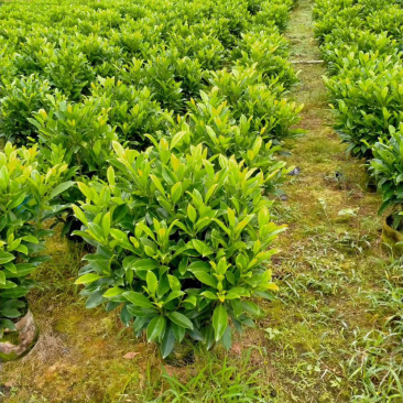 非洲茉莉