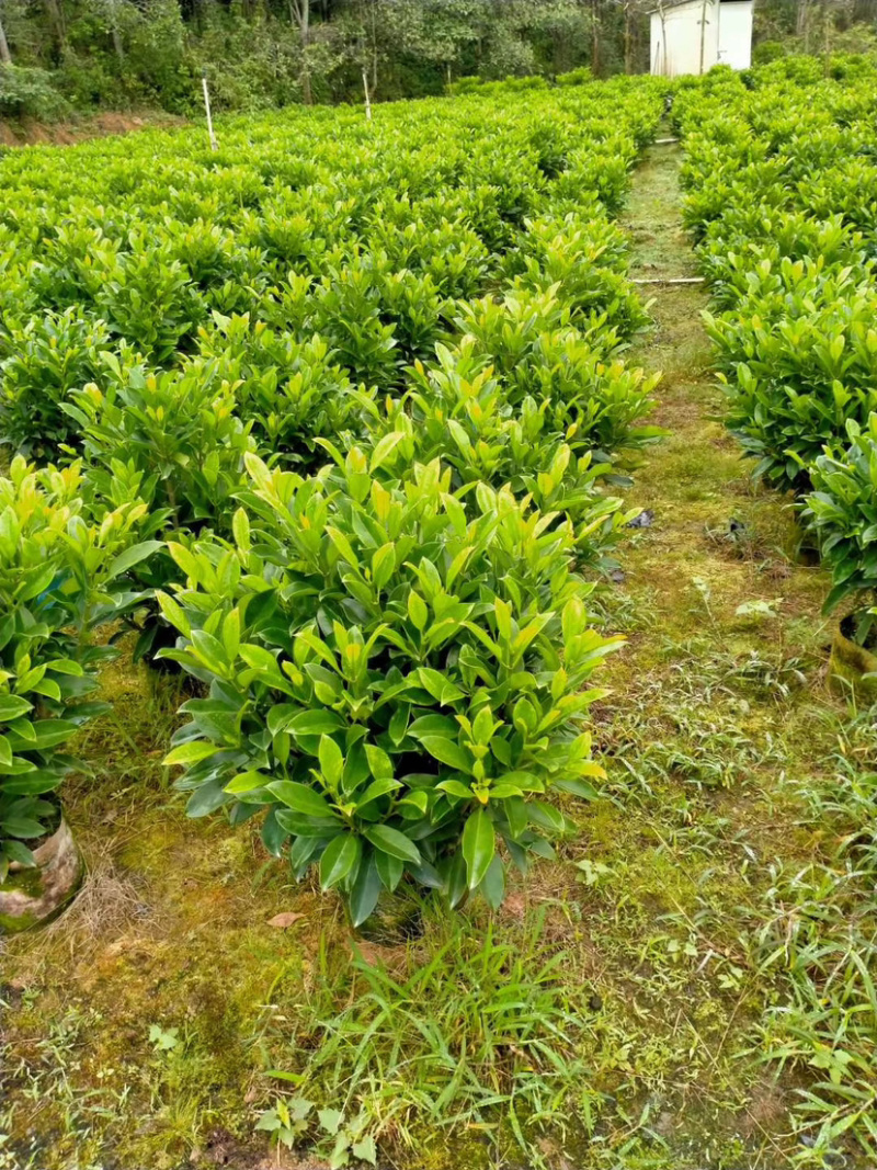 非洲茉莉