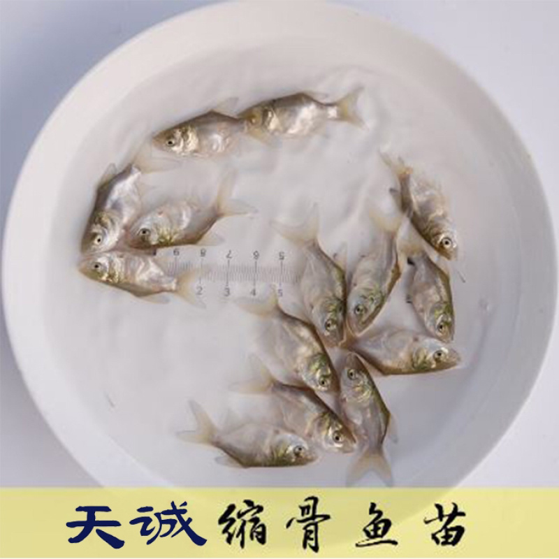 广东优质花鲢鱼苗花鲢鱼苗缩骨鳙鱼苗缩骨花鲢鱼苗胖头苗