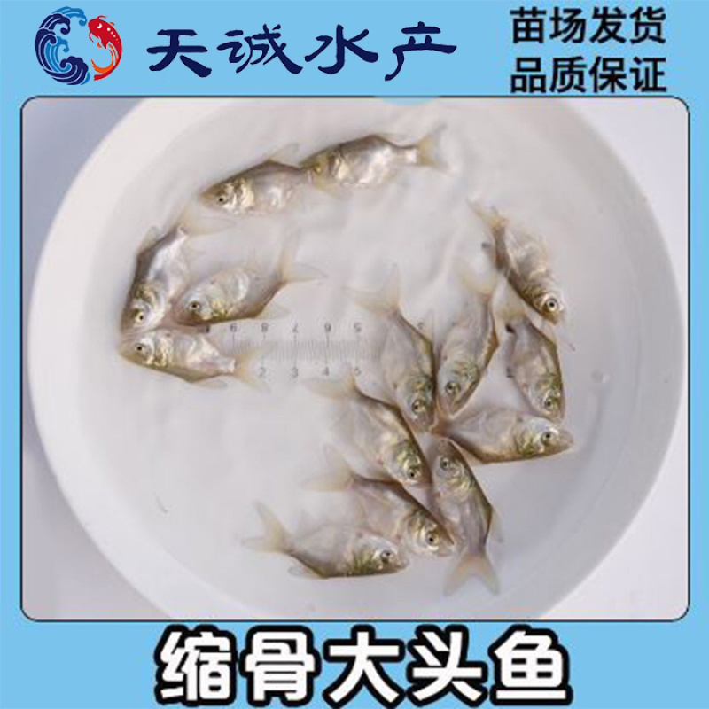 广东优质花鲢鱼苗花鲢鱼苗缩骨鳙鱼苗缩骨花鲢鱼苗胖头苗