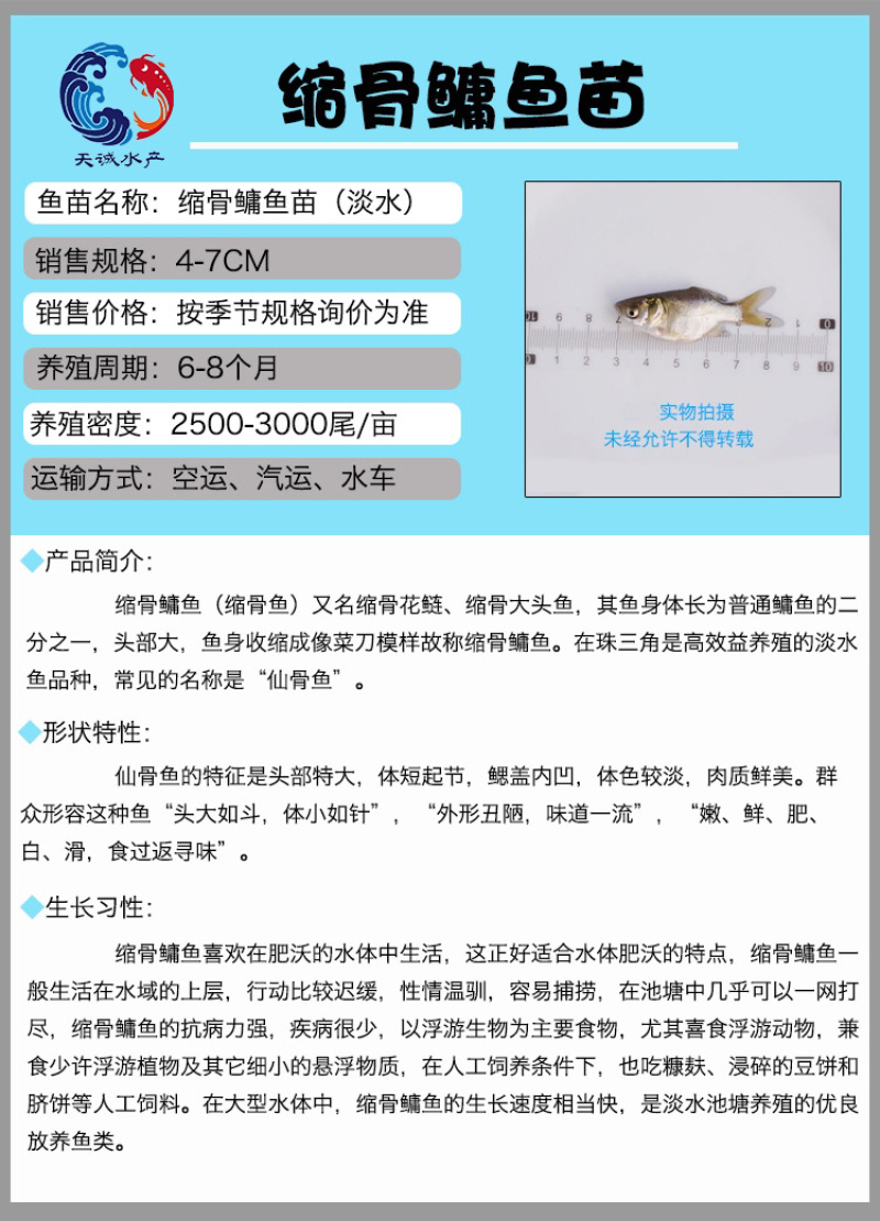 广东优质花鲢鱼苗花鲢鱼苗缩骨鳙鱼苗缩骨花鲢鱼苗胖头苗