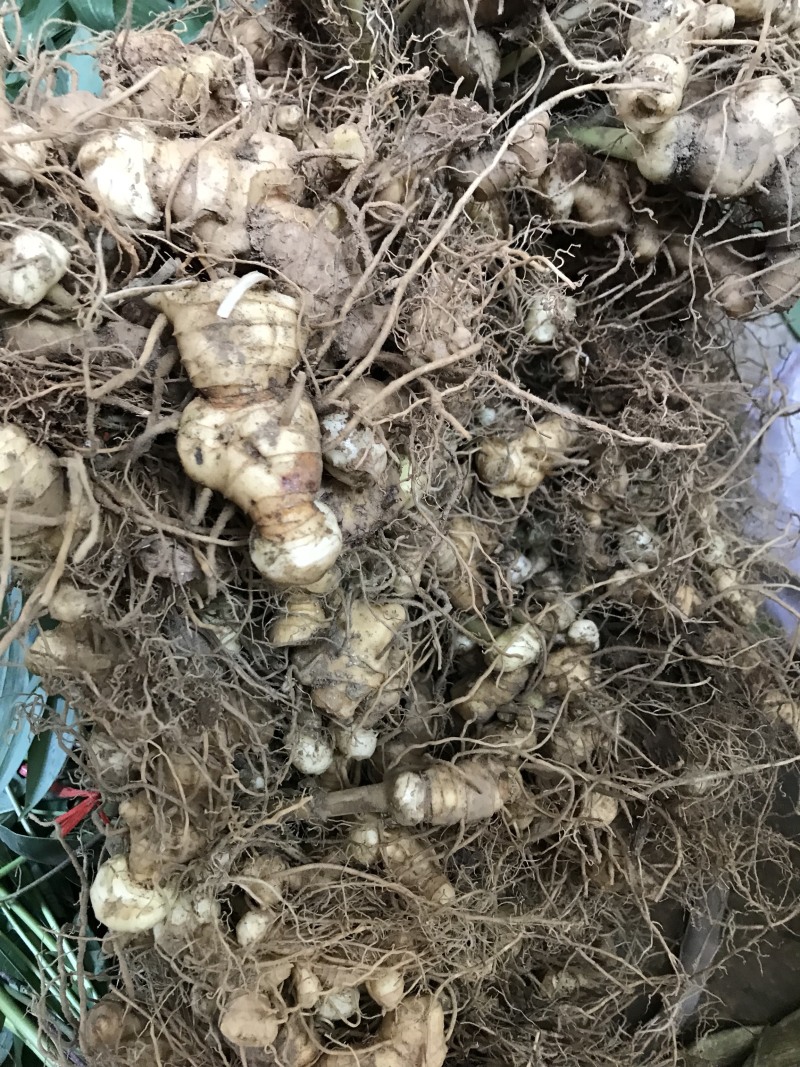 黄精