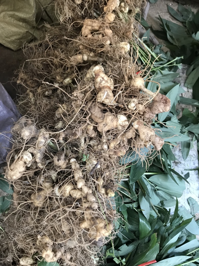 黄精