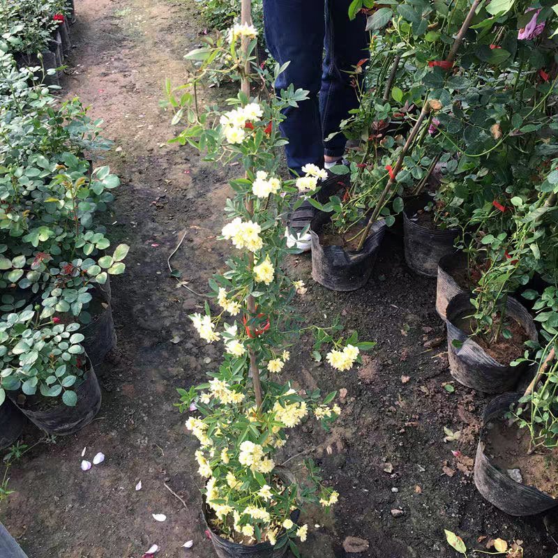 木香花苗四季红色盆栽带花爬藤植物浓香吸味绿植好养活