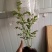 木香花苗四季红色盆栽带花爬藤植物浓香吸味绿植好养活