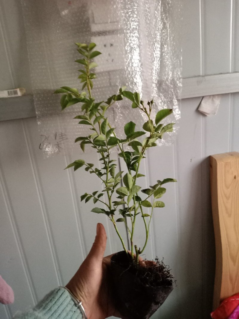 木香花苗四季红色盆栽带花爬藤植物浓香吸味绿植好养活