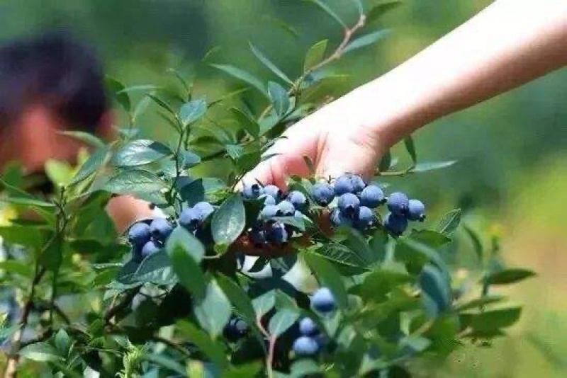 蓝莓杭州原生态露天蓝莓现摘现发密斯蒂