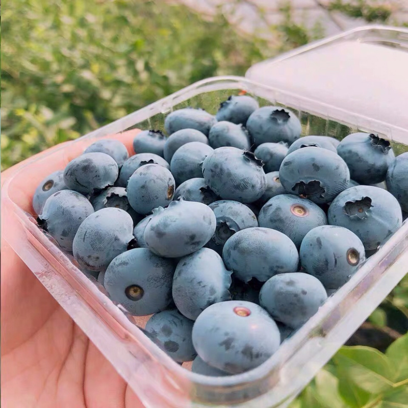 蓝莓杭州原生态露天蓝莓现摘现发密斯蒂