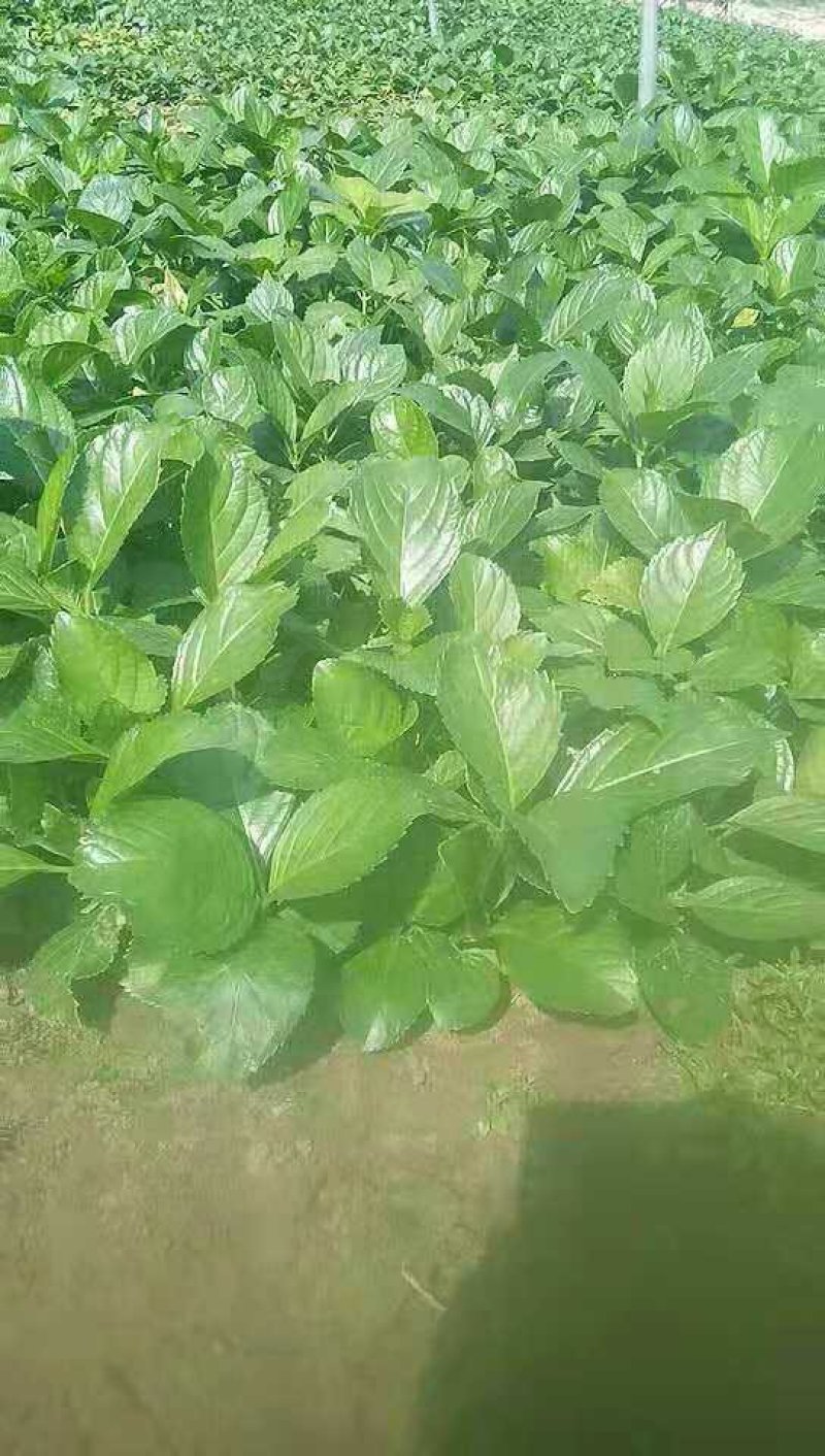 八仙花绣球地被基地批发中技术支持包成活