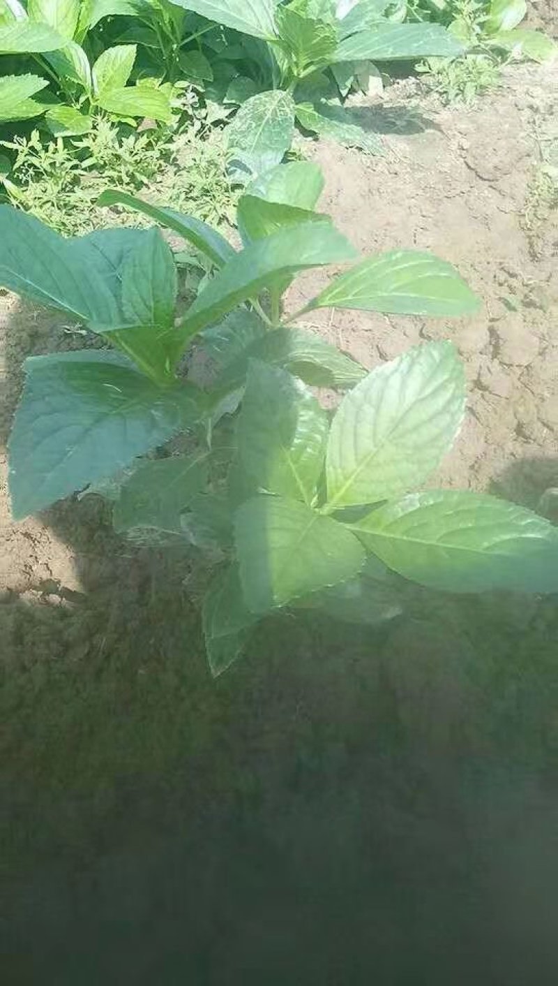 八仙花绣球地被基地批发中技术支持包成活