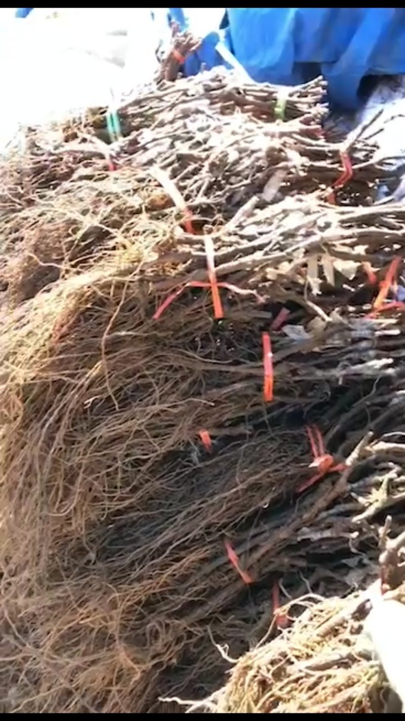 秋黑葡萄苗，一年生贝达嫁接苗，晚熟，无核