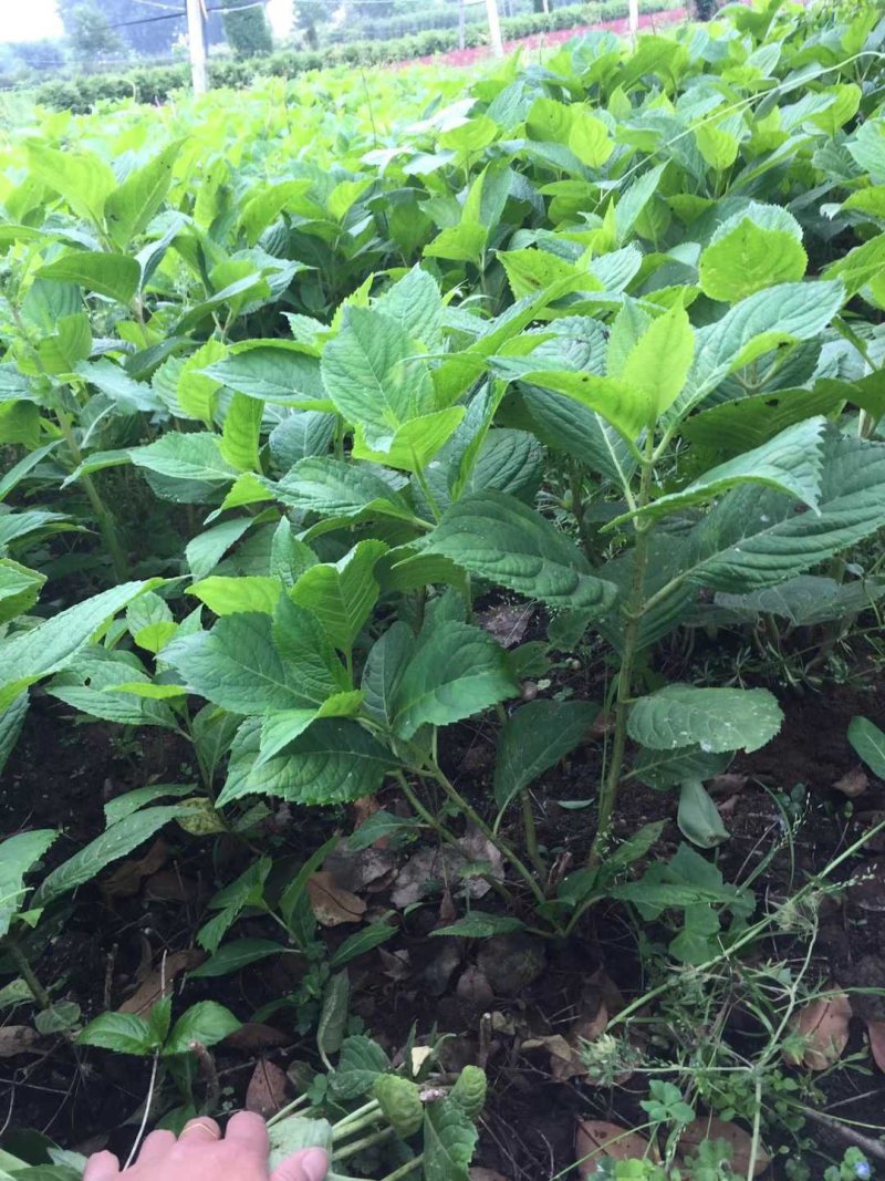 八仙花绣球地被基地批发中技术支持包成活
