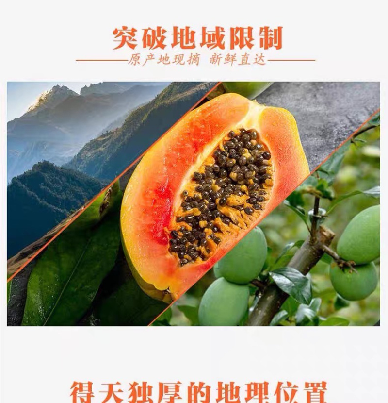 一件代发包邮，10斤甜心木瓜，坏果包赔！！