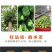 一件代发包邮，10斤甜心木瓜，坏果包赔！！