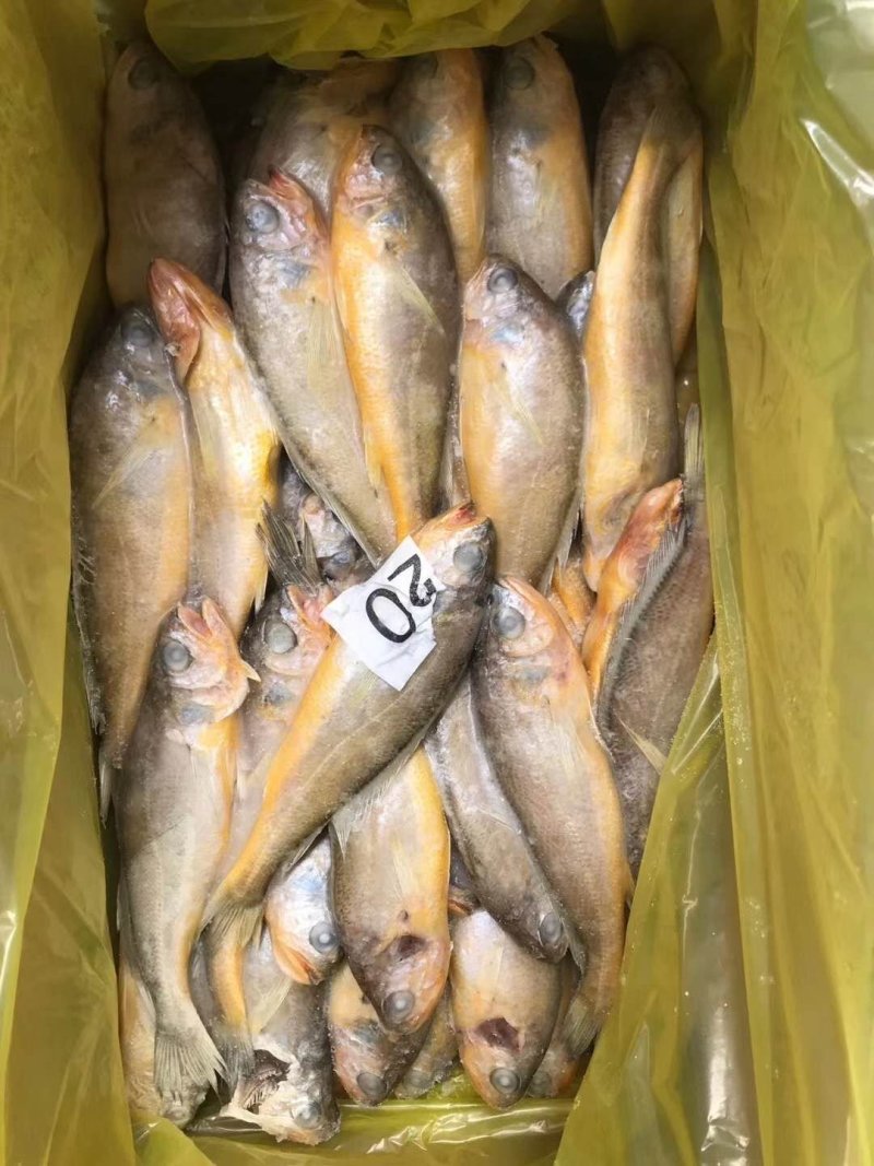 小黄花鱼陆冻小包装4斤品质佳