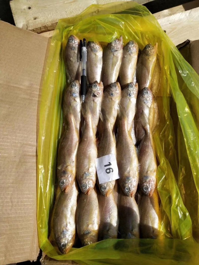 小黄花鱼陆冻小包装4斤品质佳