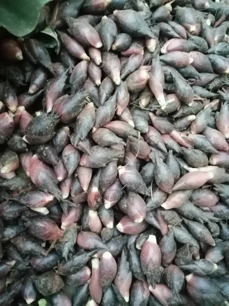 云南省文山市阳荷十吨多，价格漂亮，欢迎联系