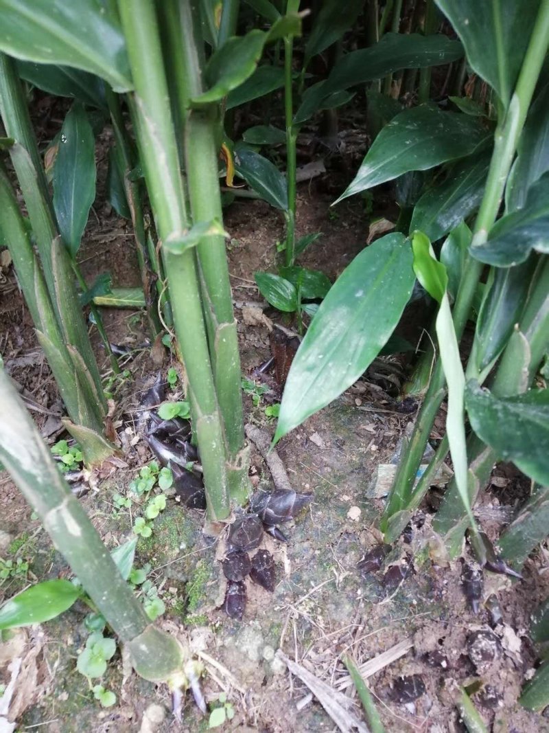 云南省文山市阳荷十吨多，价格漂亮，欢迎联系