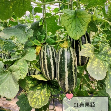 惠民博洋9号甜瓜产地直供，大量货源，口感甜脆