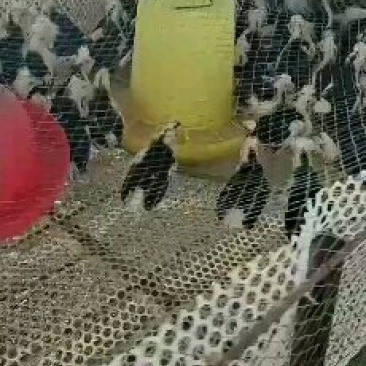 脱温鸡苗质量好防疫全服务到位免费提供养殖技术