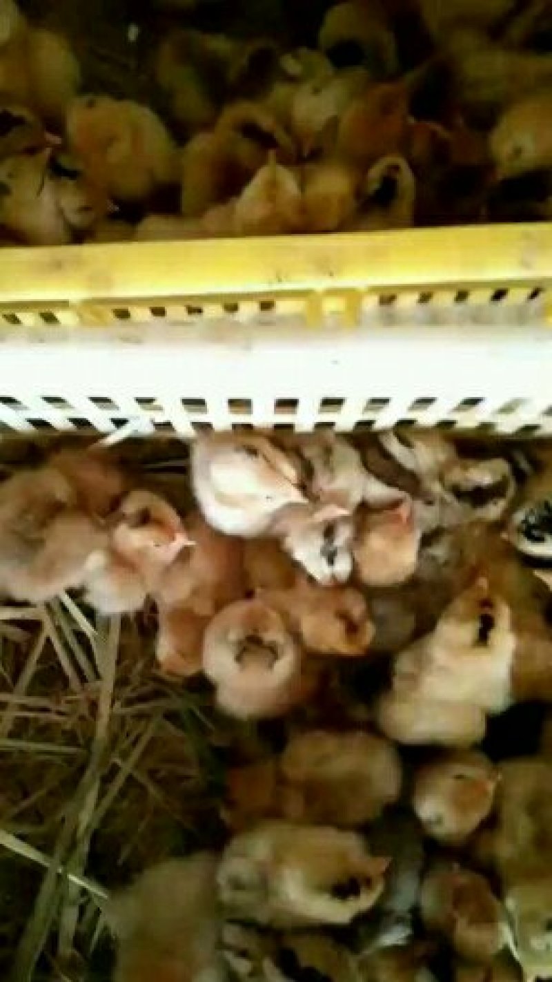 脱温鸡苗质量好防疫全服务到位免费提供养殖技术