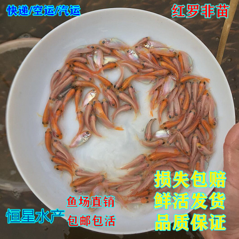 红罗非彩虹鲷大量现货批发