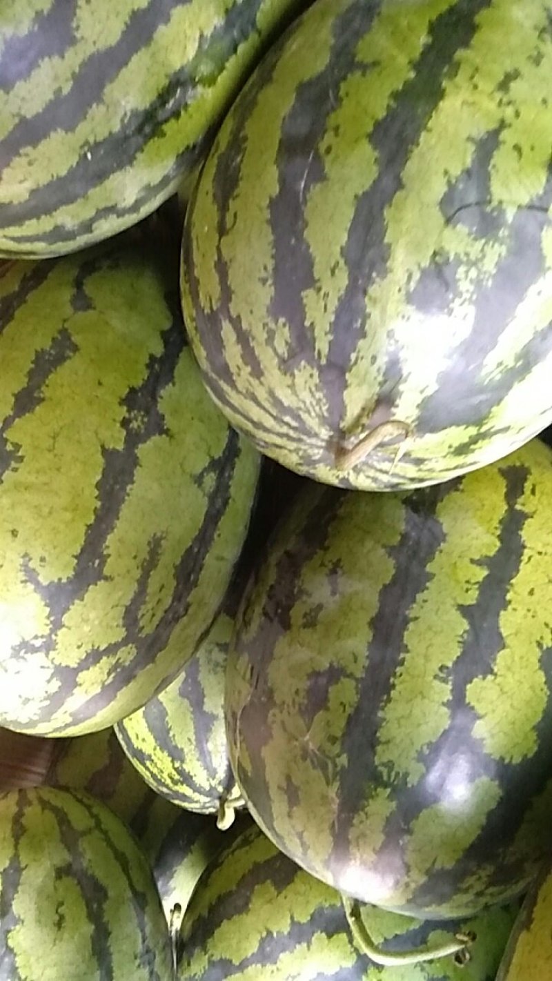 建水甛王大量上市价格平易，瓜大肉红要的电话联糸