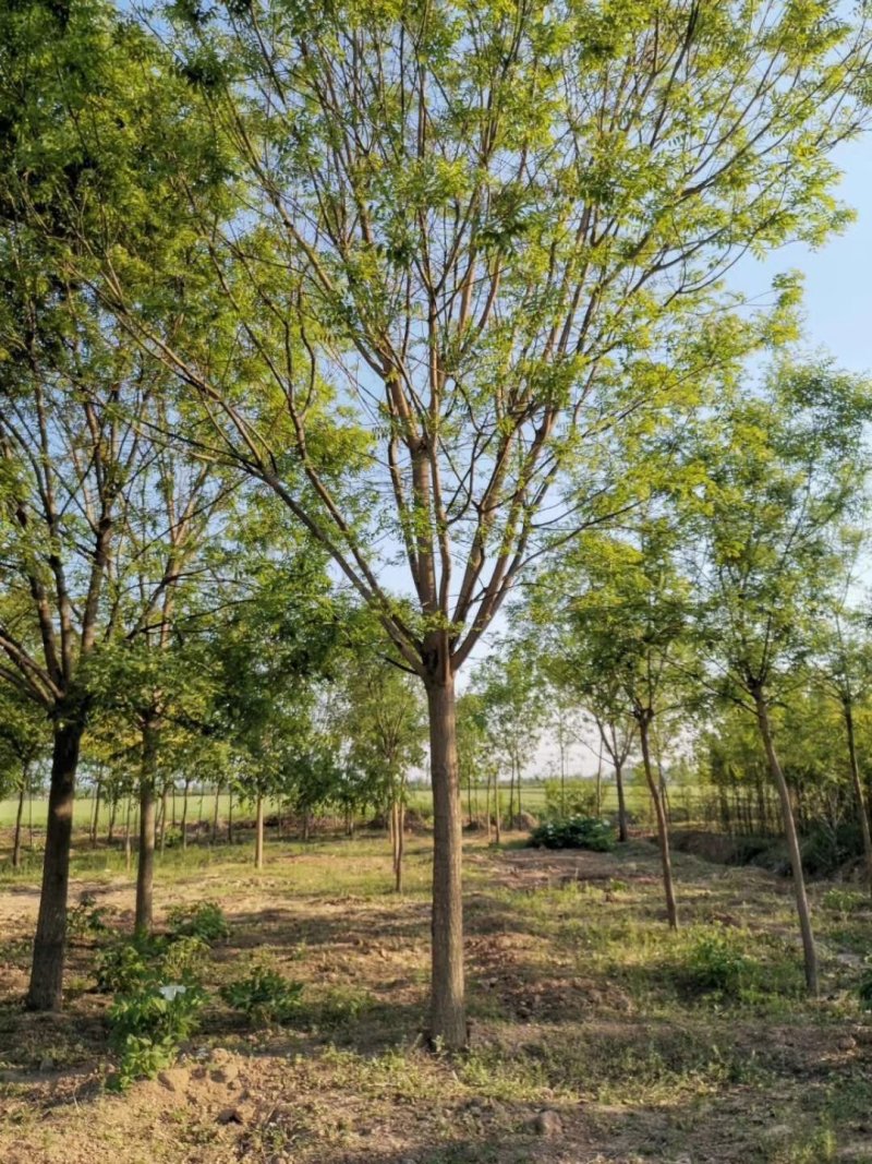 大量供应15公分多年冠精品国槐树实地照片质量杠杠的
