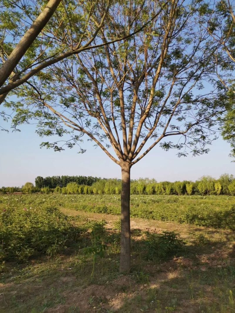 大量供应15公分多年冠精品国槐树实地照片质量杠杠的