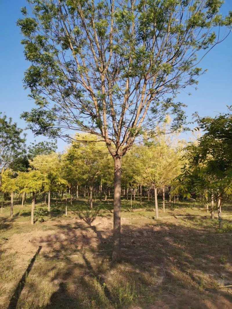 大量供应15公分多年冠精品国槐树实地照片质量杠杠的