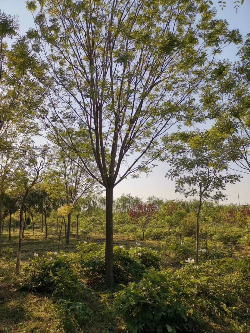 大量供应15公分多年冠精品国槐树实地照片质量杠杠的
