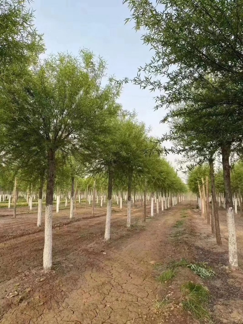 大量供应15公分多年冠精品国槐树实地照片质量杠杠的