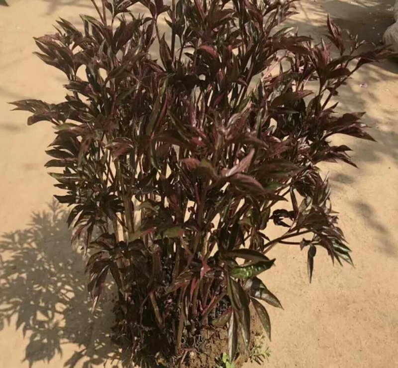 芍药根块多年生带花芽芍药种苗当年开花