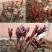 芍药根块多年生带花芽芍药种苗当年开花