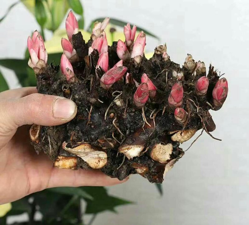 芍药根块多年生带花芽芍药种苗当年开花
