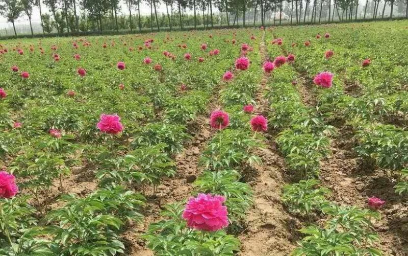 芍药根块多年生带花芽芍药种苗当年开花