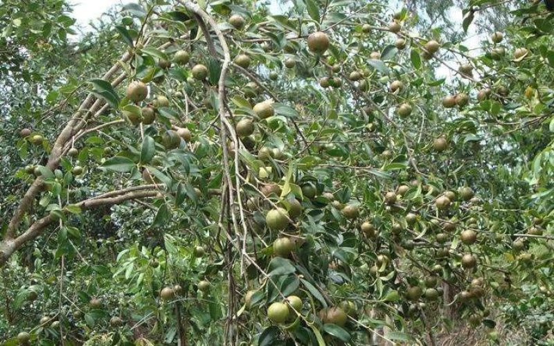 农家手工自制深山野生小茶籽油(即百花油)