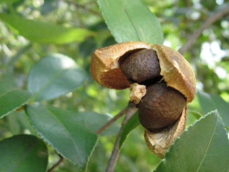 农家手工自制深山野生小茶籽油(即百花油)