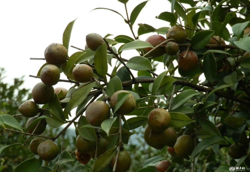 农家手工自制深山野生小茶籽油(即百花油)