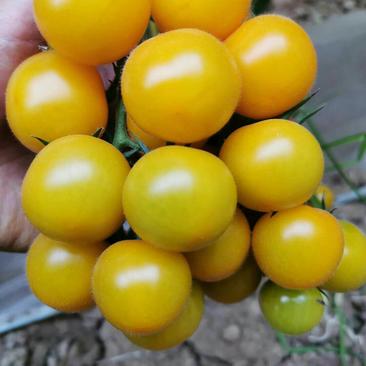 黄莹3号樱桃番茄种子口感番茄种子小西红柿品种