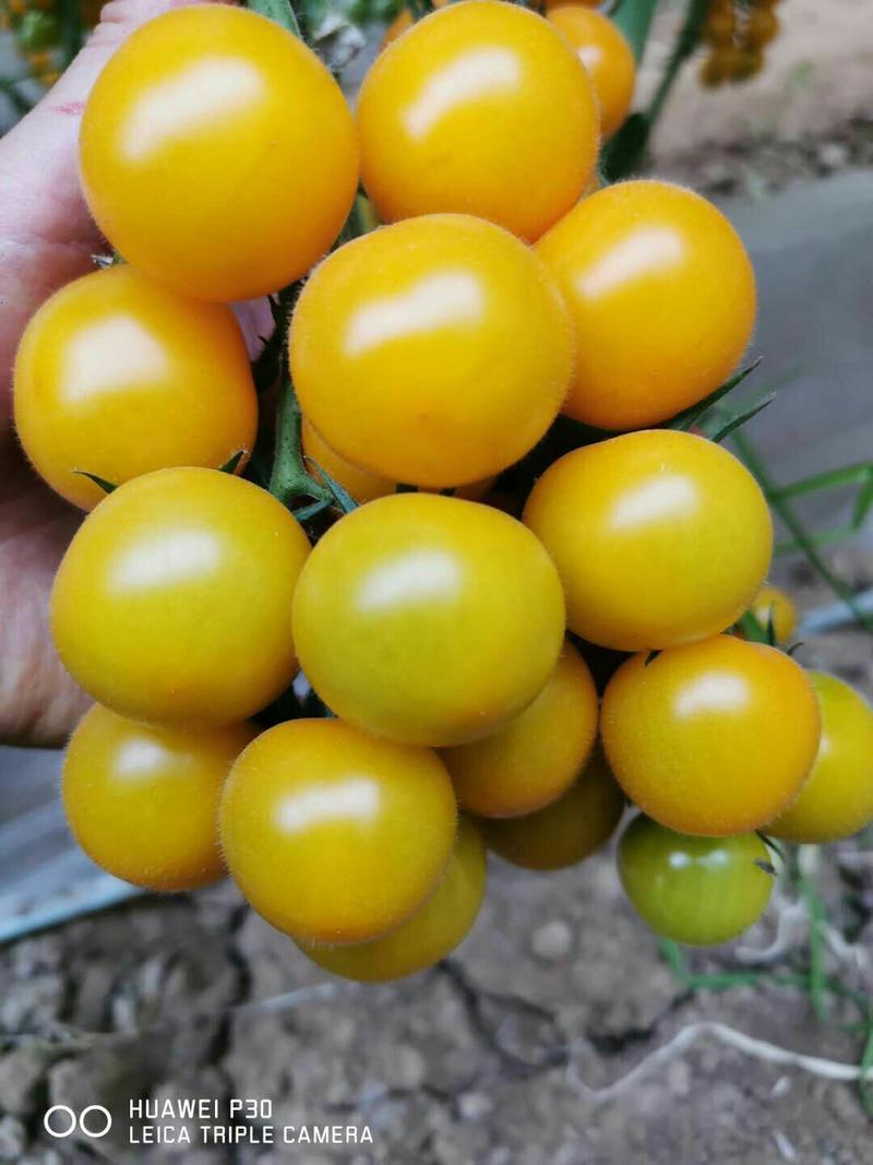 黄莹3号樱桃番茄种子口感番茄种子小西红柿品种