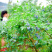 蓝莓杭州原生态露天蓝莓现摘现发密斯蒂
