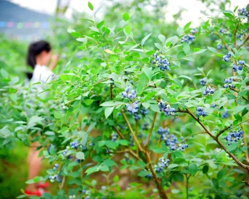 蓝莓杭州原生态露天蓝莓现摘现发密斯蒂