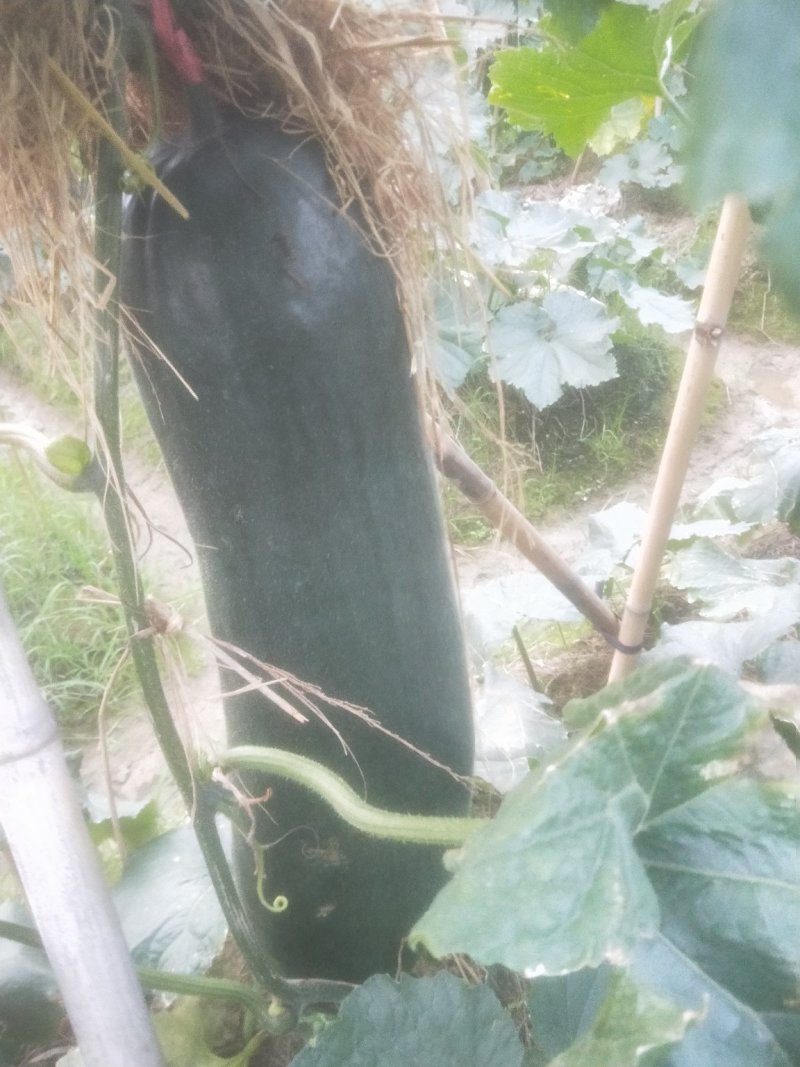 广东黑皮冬瓜质量好，大量货源30斤以上，欢迎各位看货
