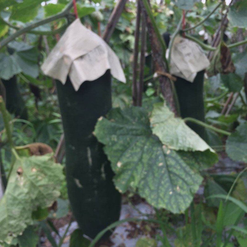 广东黑皮冬瓜质量好，大量货源30斤以上，欢迎各位看货