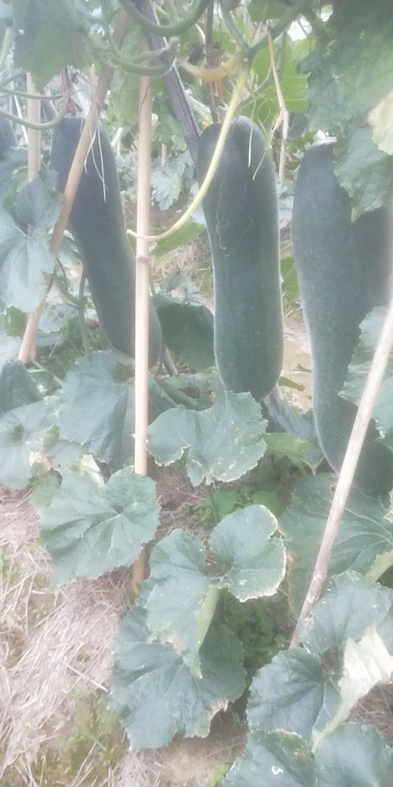 广东黑皮冬瓜质量好，大量货源30斤以上，欢迎各位看货