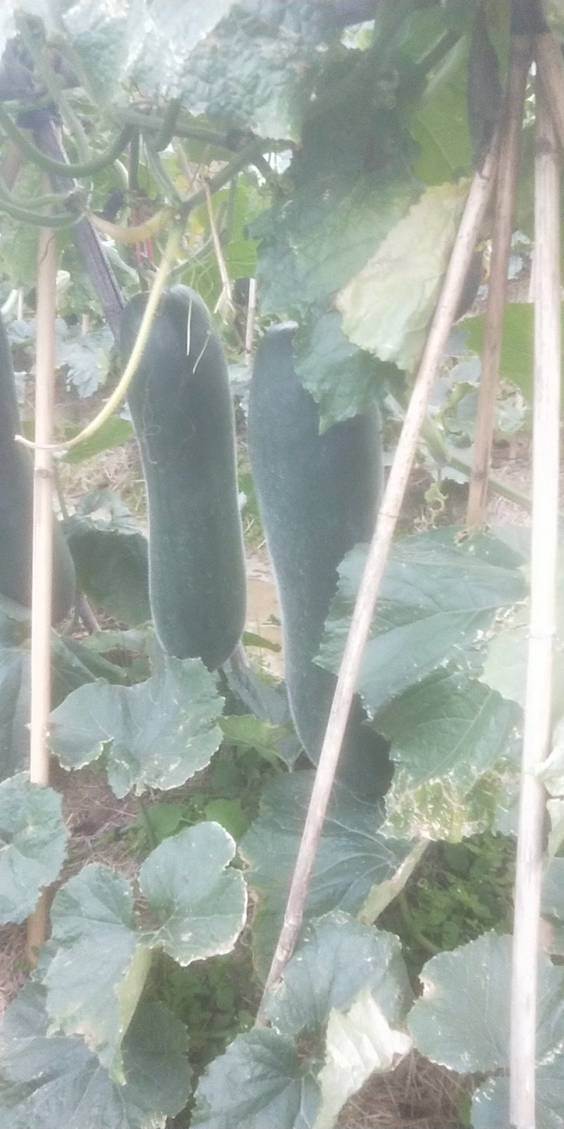 广东黑皮冬瓜质量好，大量货源30斤以上，欢迎各位看货