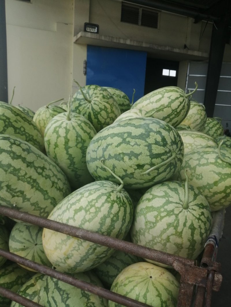 湖北钟祥官庄湖西瓜提前预售