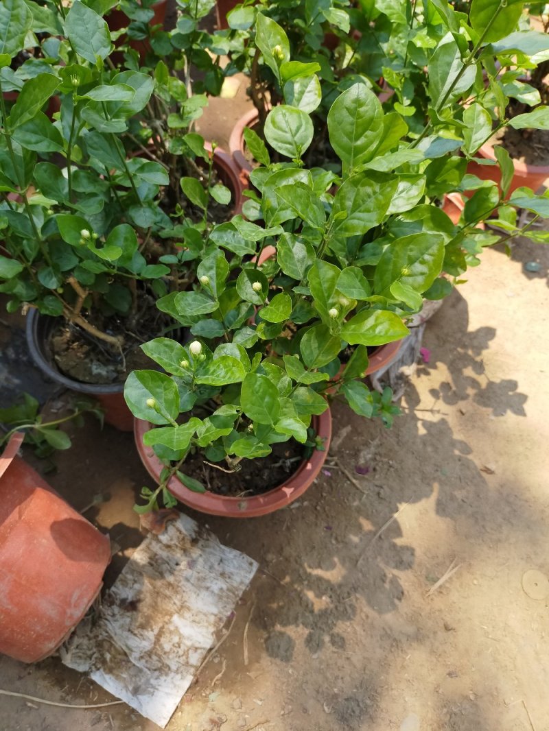 【品质保证】茉莉花盆栽家养净化空气南北适种包成活死苗补发
