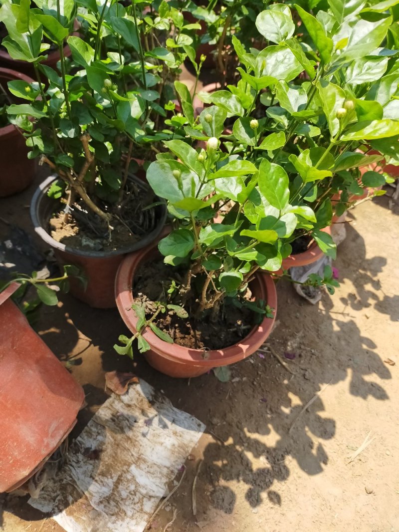 【品质保证】茉莉花盆栽家养净化空气南北适种包成活死苗补发